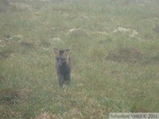 Vulpes vulpes (cross phase), Red fox, Renard roux, Dempster Highway, Yukon/NWT