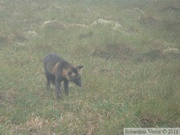 Vulpes vulpes (cross phase), Red fox, Renard roux, Dempster Highway, Yukon/NWT