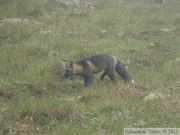 Vulpes vulpes (cross phase), Red fox, Renard roux, Dempster Highway, Yukon/NWT