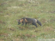 Vulpes vulpes (cross phase), Red fox, Renard roux, Dempster Highway, Yukon/NWT