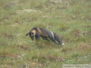 Vulpes vulpes (cross phase), Red fox, Renard roux, Dempster Highway, Yukon/NWT