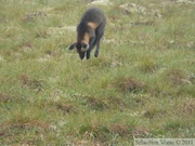 Vulpes vulpes (cross phase), Red fox, Renard roux, Dempster Highway, Yukon/NWT