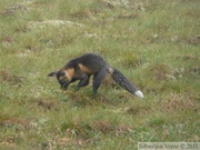 Vulpes vulpes (cross phase), Red fox, Renard roux, Dempster Highway, Yukon/NWT