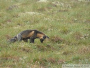 Vulpes vulpes (cross phase), Red fox, Renard roux, Dempster Highway, Yukon/NWT