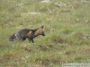 Vulpes vulpes (cross phase), Red fox, Renard roux, Dempster Highway, Yukon/NWT