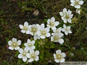 Parnassia palustris, Marsh Grass-of-Parnassus, Parnassie des marais, Inuvik, NWT, Canada