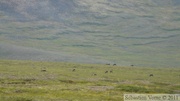 Rangifer tarandus, Caribous, Dempster Highway, Yukon