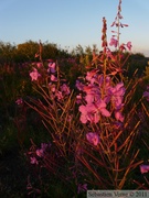 Epilobium angustifolium, Fireweeds, Épilobe à feuilles étroites, Eagle Plains, Dempster Highway, Yukon