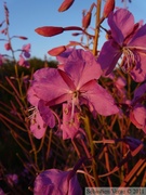 Epilobium angustifolium, Fireweeds, Épilobe à feuilles étroites, Eagle Plains, Dempster Highway, Yukon