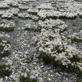 Eriophorum sp., Cotton-grass, Linaigrette, Dempster Highway, Yukon