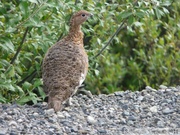 Lagopus sp., Ptarmigan, Lagopède, Dempster Highway, Yukon