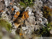 Spermophilus parryii, Arctic ground squirrel, Ecureuil terrestre arctique, Angelcomb Peak trail, Parc Tombstone, Dempster Highway, Yukon