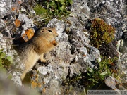 Spermophilus parryii, Arctic ground squirrel, Ecureuil terrestre arctique, Angelcomb Peak trail, Parc Tombstone, Dempster Highway, Yukon