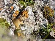 Spermophilus parryii, Arctic ground squirrel, Ecureuil terrestre arctique, Angelcomb Peak trail, Parc Tombstone, Dempster Highway, Yukon