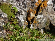 Spermophilus parryii, Arctic ground squirrel, Ecureuil terrestre arctique, Angelcomb Peak trail, Parc Tombstone, Dempster Highway, Yukon