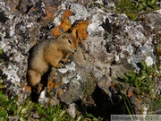 Spermophilus parryii, Arctic ground squirrel, Ecureuil terrestre arctique, Angelcomb Peak trail, Parc Tombstone, Dempster Highway, Yukon