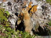 Spermophilus parryii, Arctic ground squirrel, Ecureuil terrestre arctique, Angelcomb Peak trail, Parc Tombstone, Dempster Highway, Yukon