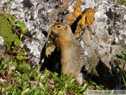 Spermophilus parryii, Arctic ground squirrel, Ecureuil terrestre arctique, Angelcomb Peak trail, Parc Tombstone, Dempster Highway, Yukon