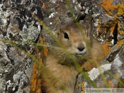 Spermophilus parryii, Arctic ground squirrel, Ecureuil terrestre arctique, Angelcomb Peak trail, Parc Tombstone, Dempster Highway, Yukon