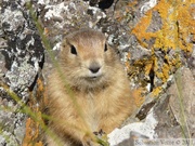 Spermophilus parryii, Arctic ground squirrel, Ecureuil terrestre arctique, Angelcomb Peak trail, Parc Tombstone, Dempster Highway, Yukon