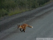 Vulpes vulpes (cross phase), Red fox, Renard roux, Parc Tombstone, Dempster Highway, Yukon