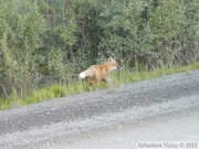 Vulpes vulpes (cross phase), Red fox, Renard roux, Parc Tombstone, Dempster Highway, Yukon