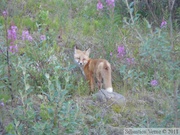 Vulpes vulpes (cross phase), Red fox, Renard roux, Parc Tombstone, Dempster Highway, Yukon