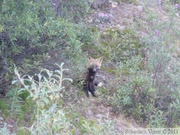 Vulpes vulpes (cross phase), Red fox, Renard roux, Parc Tombstone, Dempster Highway, Yukon