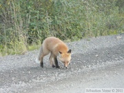 Vulpes vulpes (cross phase), Red fox, Renard roux, Parc Tombstone, Dempster Highway, Yukon