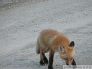 Vulpes vulpes (cross phase), Red fox, Renard roux, Parc Tombstone, Dempster Highway, Yukon