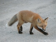 Vulpes vulpes (cross phase), Red fox, Renard roux, Parc Tombstone, Dempster Highway, Yukon