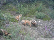 Vulpes vulpes (cross phase), Red fox, Renard roux, Parc Tombstone, Dempster Highway, Yukon