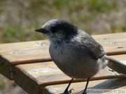 Perisoreus canadensis, Gray Jay, Whiski Jack, Geai gris, Kluane Park, Yukon