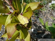 Colias sp., accouplement, Auriol trail, Kluane Park, Yukon