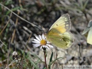 Colias hecla, Hecla Sulphur, femelle, Sheep Creek trail, Kluane Park, Yukon