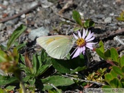 Colias hecla, Hecla Sulphur