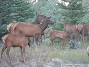 Cervus canadensis, Wapiti