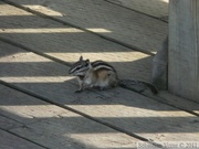 Tamias minimus, Least chipmunk, Tamia mineur, Kluane River Viewpoint, Alaska Highway, yukon