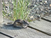 Tamias minimus, Least chipmunk, Tamia mineur, Kluane River Viewpoint, Alaska Highway, yukon