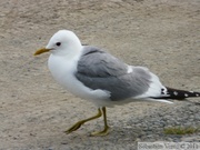 Larus canus, Mew Gull, Goéland cendré, Beaver Creek, Alaska Highway, Yukon