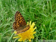 Boloria chariclea, Arctic Fritillary, Alaska Highway, frontière Alaska/Yukon