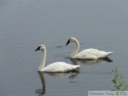 Cygnus buccinator, Trumpeter swan, cygne trompette, Alaska Highway, frontière Alaska/Yukon