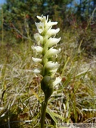 Spiranthes romanzoffiana, Hooded Lady's-tresses, Hidden Lake Trail, Tetlin wildlife refuge, Alaska