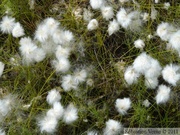 Eriophorum sp., Cotton-grass, Linaigrette, Hidden Lake Trail, Tetlin wildlife refuge, Alaska