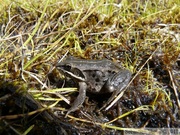 Rana sylvatica, Wood frog, Grenouille des bois, Hidden Lake Trail, Tetlin wildlife refuge, Alaska