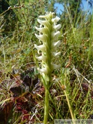 Spiranthes romanzoffiana, Hooded Lady's-tresses, Hidden Lake Trail, Tetlin wildlife refuge, Alaska