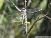 Aeshna juncea, Common Hawker, Æschne des joncs, mâle, Hidden Lake Trail, Tetlin wildlife refuge, Alaska