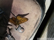 Boloria chariclea, Arctic Fritillary, Hidden Lake Trail, Tetlin wildlife refuge, Alaska