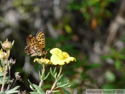 Boloria chariclea, Arctic Fritillary, Hidden Lake Trail, Tetlin wildlife refuge, Alaska