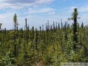 Hidden Lake Trail, Tetlin wildlife refuge, Alaska